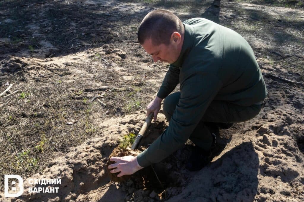 Лиманщина ліси