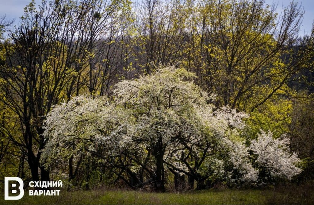 Святі гори війна