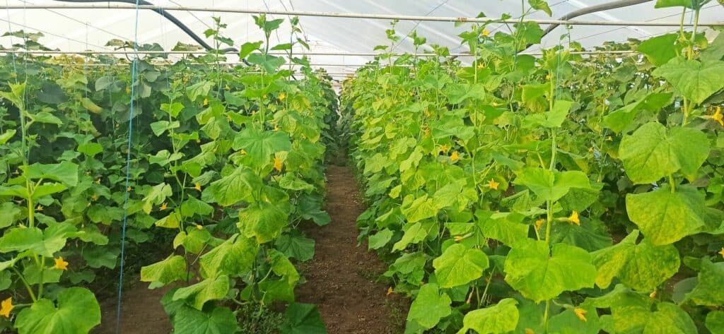 сестри з Донецька