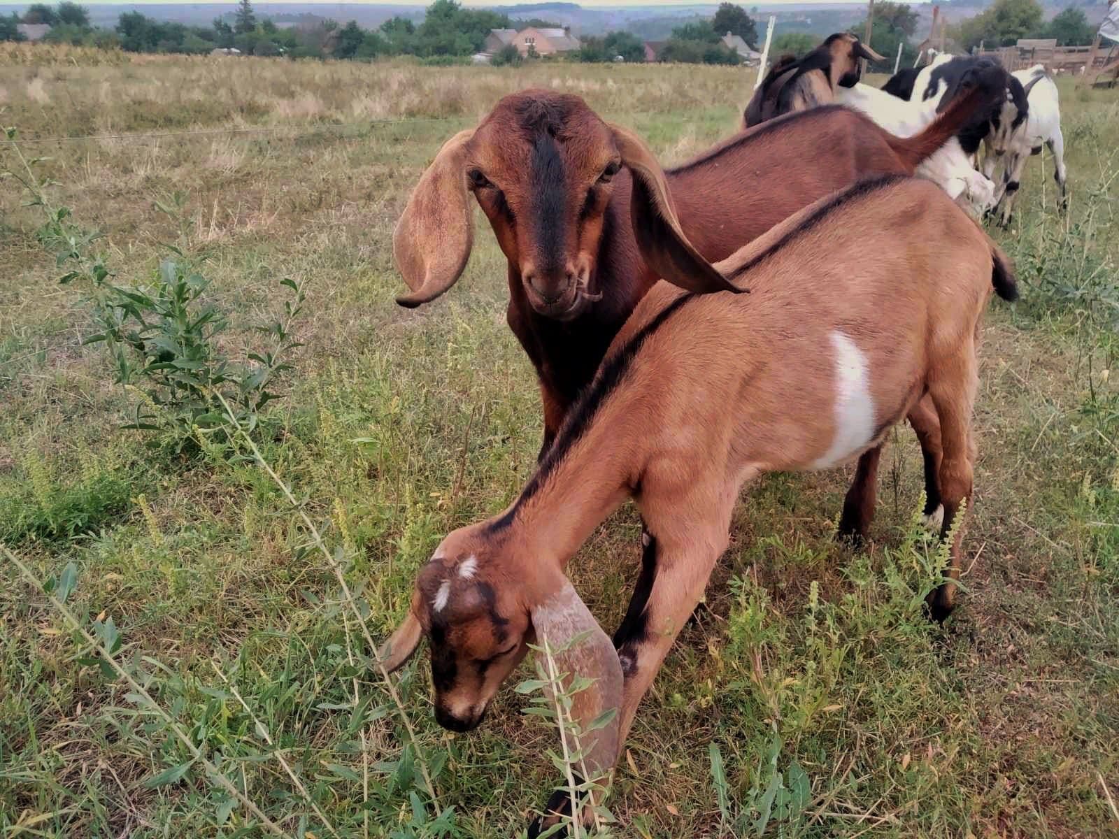 фермер із Донеччини Свириденко