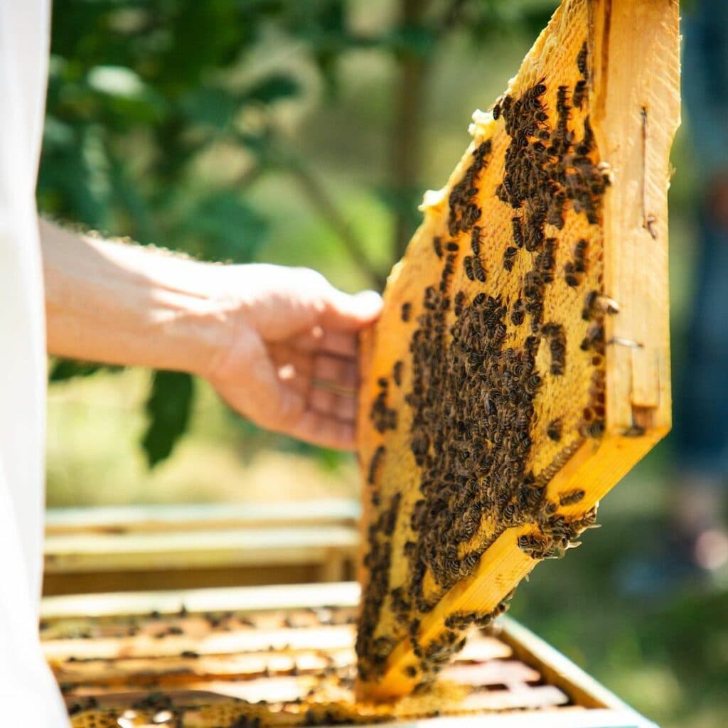 мед з Луганщини