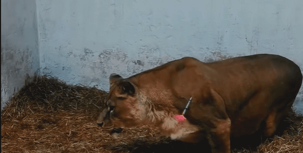 Левиць, яких кинули господарі біля лінії фронту на Донеччині, прихистили у Франції