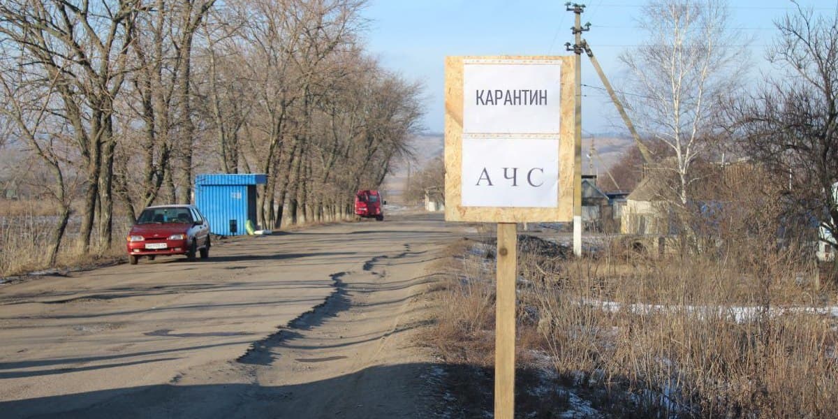 На території Дружківської громади зафіксували випадок африканської чуми свиней