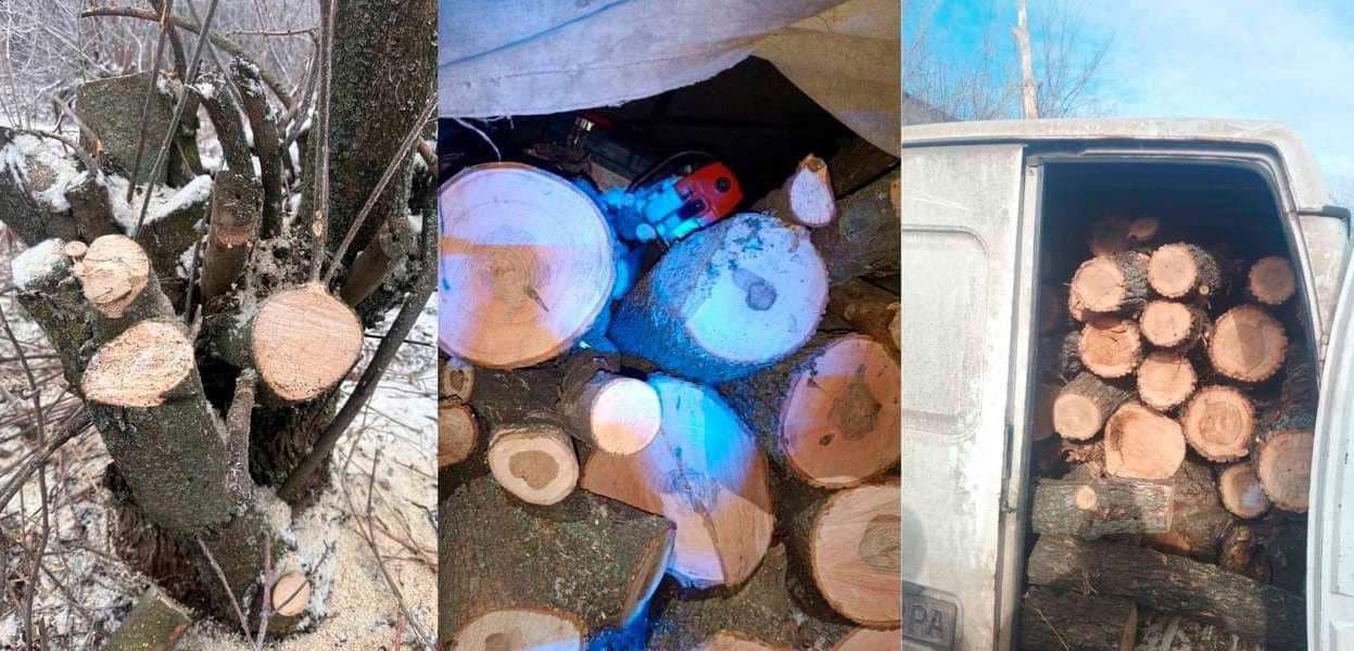 За місяць поліцейські виявили 6 випадків вивезення деревини з Краматорська та Слов'янська