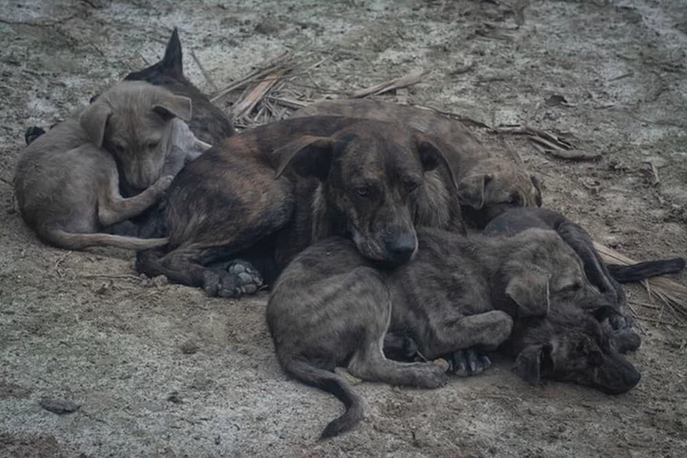 В окупованому Маріуполі погіршується ситуація з безпритульними тваринами