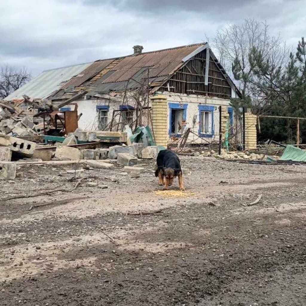 собака біля розбитої хати