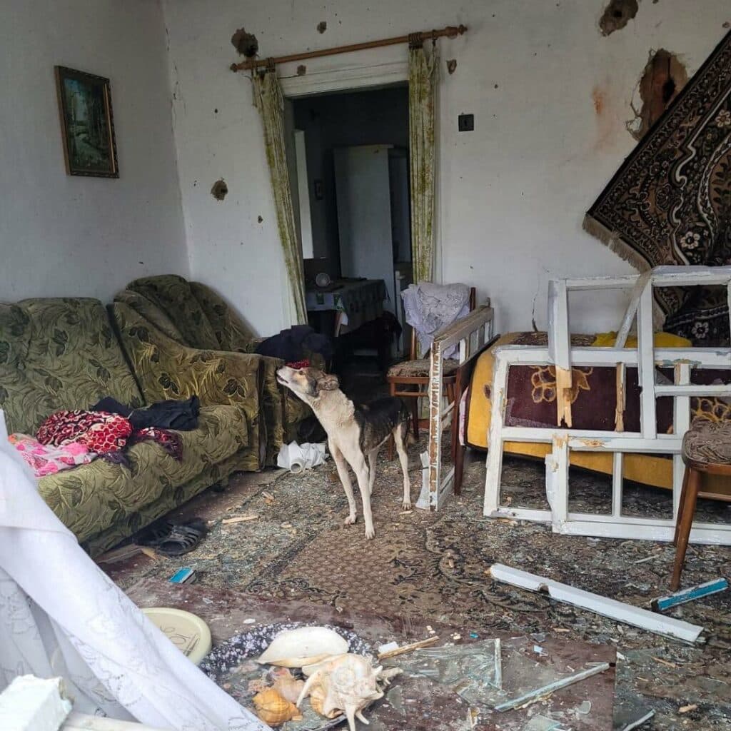 собака в розбитій хаті