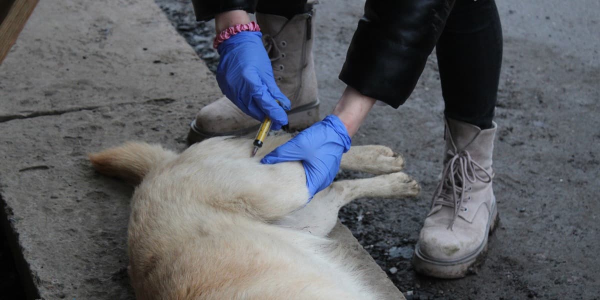 У Дружківці заплановано виділити 300 тисяч гривень на стерилізацію і вакцинацію безпритульних тварин
