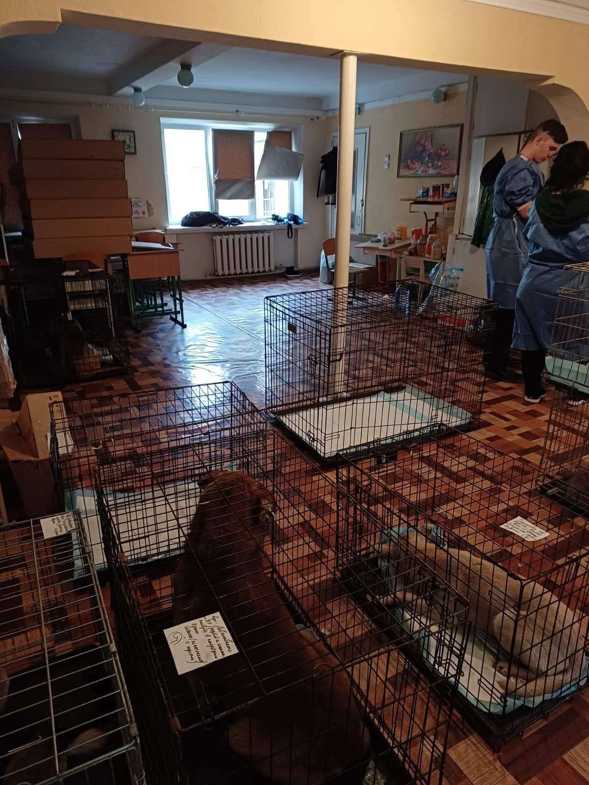 У Костянтинівській громаді стартував 7-денний проєкт зі безкоштовної стерилізації тварин