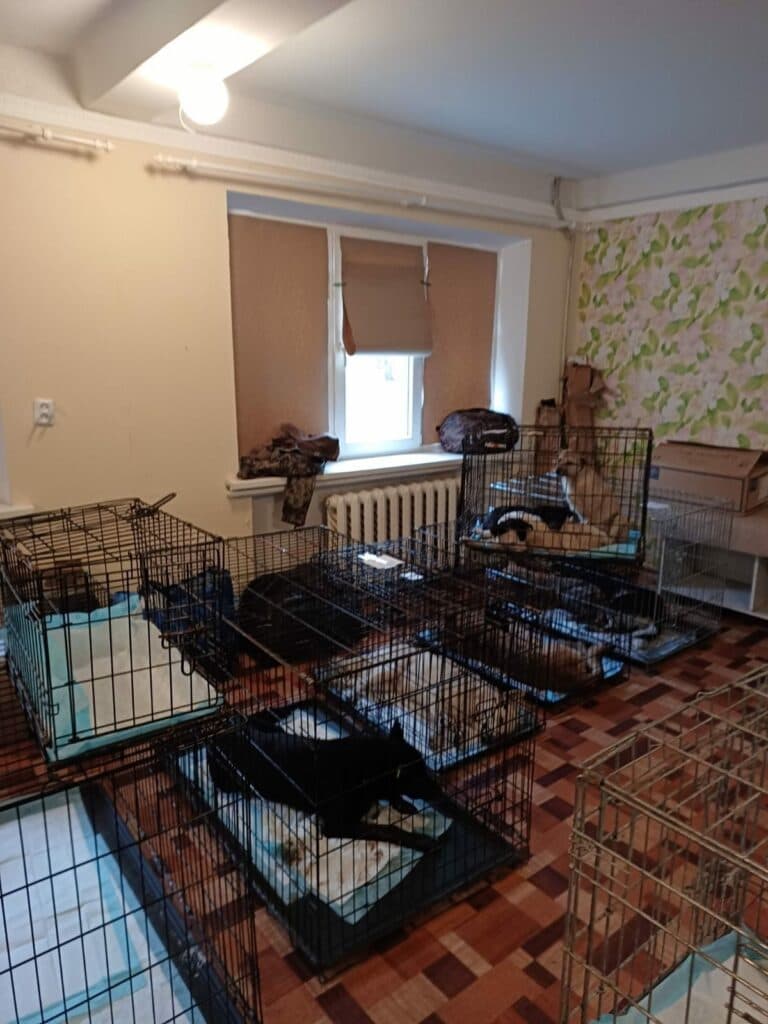 В Константиновской громаде стартовал 7-дневный проект по бесплатной стерилизации животных