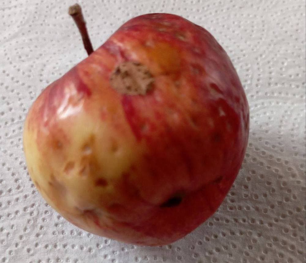 Жителі окупованого Маріуполя продовжують скаржитися на відсутність нормального харчування у школах