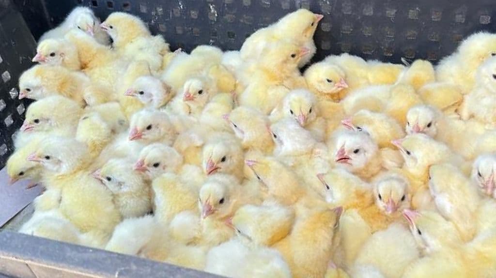 сільське господарство Донеччини