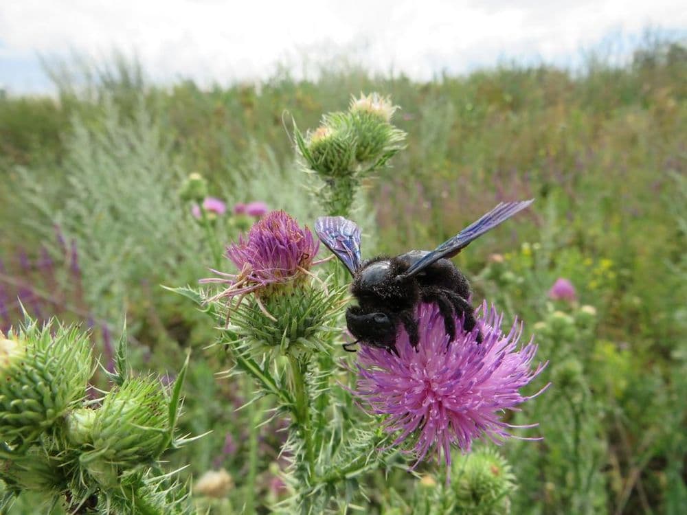 На Донеччині створена перша Охоронна зона для збереження об’єктів Червоної книги України