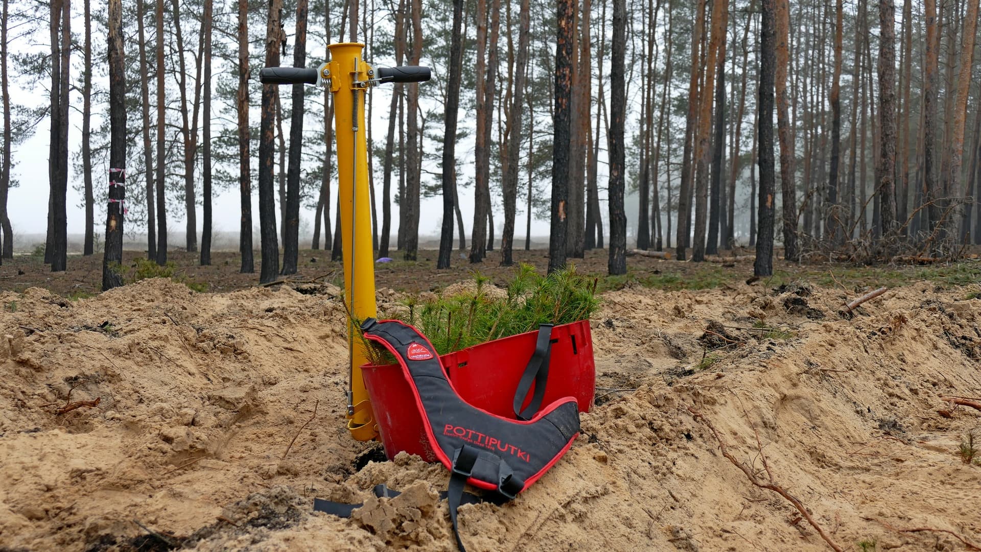 ліси Лиманщини