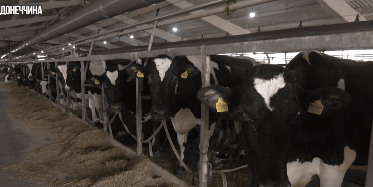 Фермери Донеччини продовжують працювати та забезпечувати продовольчу безпеку області попри війну (відео)