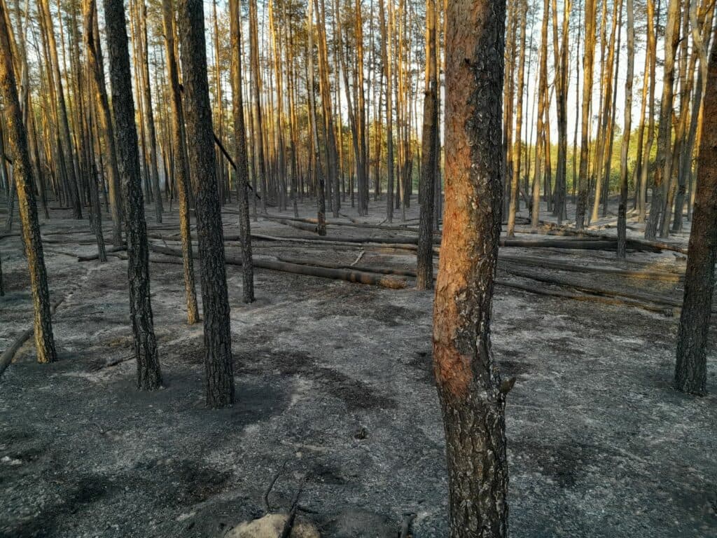 Щоденно окупанти завдають значної кількості ударів по лісовому фонду Донеччини, є наслідки