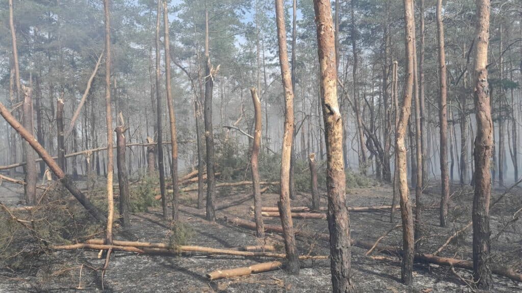 Щоденно окупанти завдають значної кількості ударів по лісовому фонду Донеччини, є наслідки