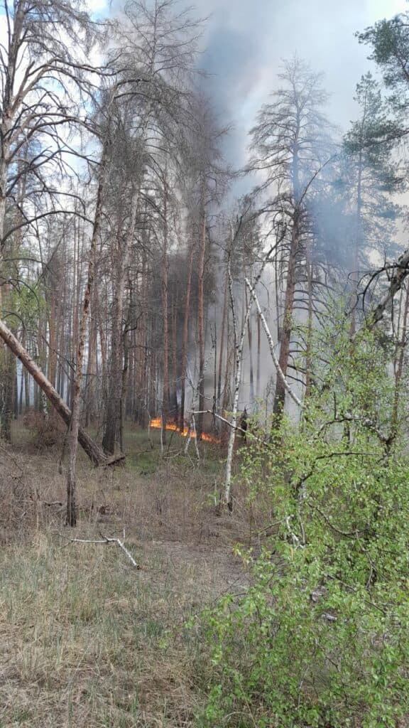 Щоденно окупанти завдають значної кількості ударів по лісовому фонду Донеччини, є наслідки