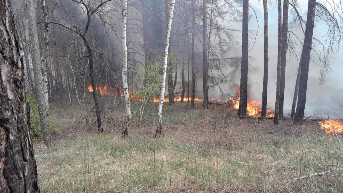 Щоденно окупанти завдають значної кількості ударів по лісовому фонду Донеччини, є наслідки