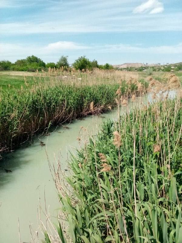 Два роки окупації у Маріуполі окупанти знищують екосистему міста, — міськрада