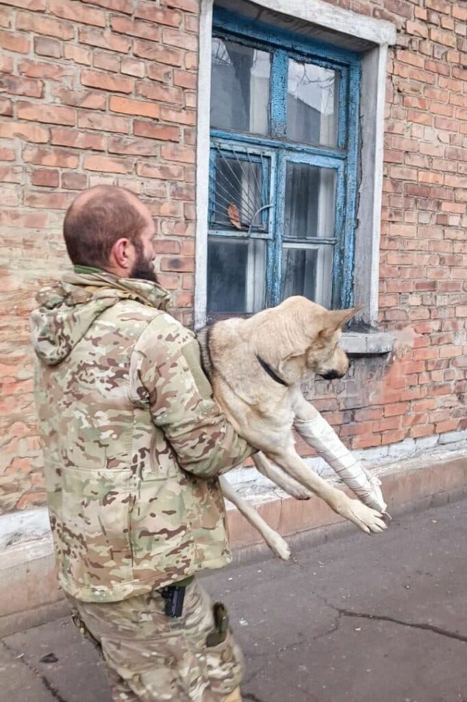 Мирноград притулок для тварин