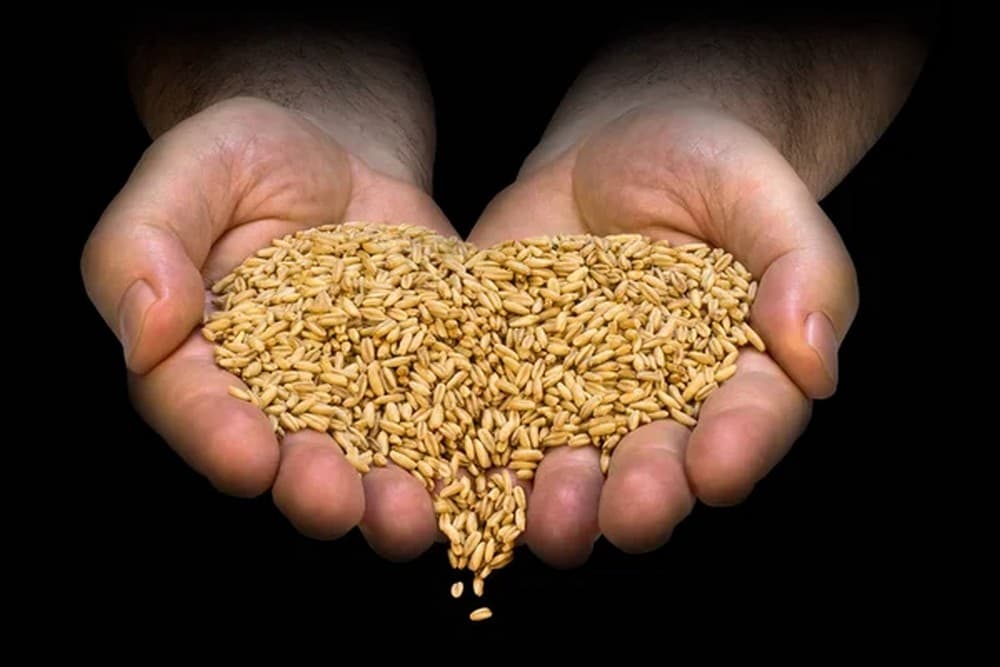 У невизнаній "лнр" запровадили режим надзвичайної ситуації через загибель посівів