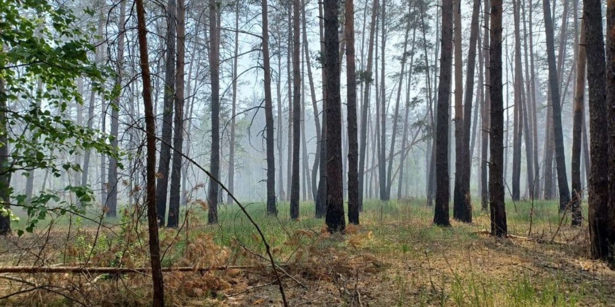 ліс на околицях лиману