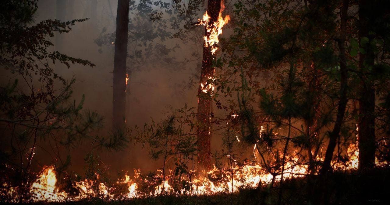 лісова пожежа на ТОТ Луганщини