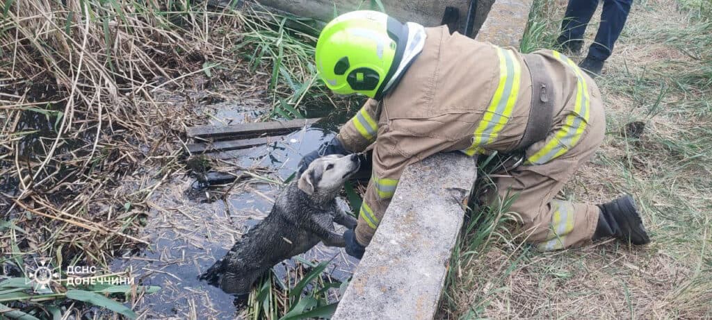 порятунок собак 1