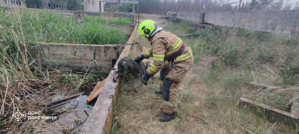 порятунок собак 2