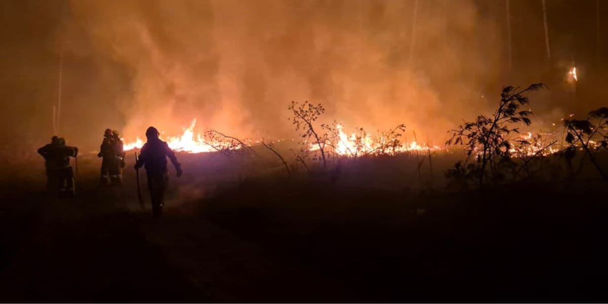 загоряння Лиманського лісу 5