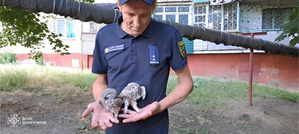 У Краматорську рятувальники повернули до гнізда совенят (фото)