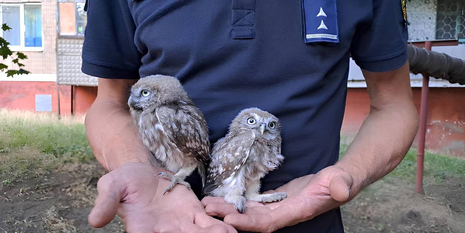 У Краматорську рятувальники повернули до гнізда совенят (фото)