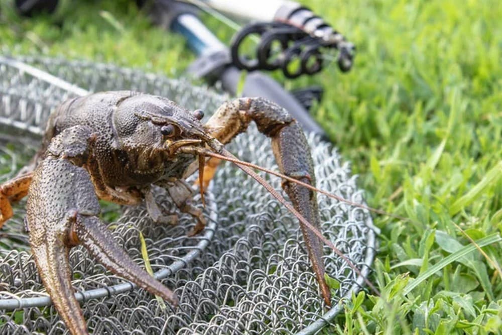 У Краматорську військового оштрафували на 17 тисяч гривень за незаконний вилов раків