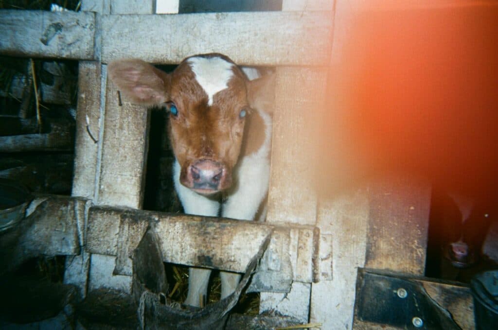 Behind Blue Eyes діти фото