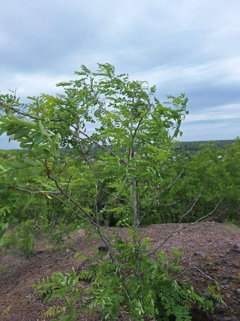 Активісти руху "Жовта Стрічка" поширюють українські патріотичні плакати в окупованому Донецьку