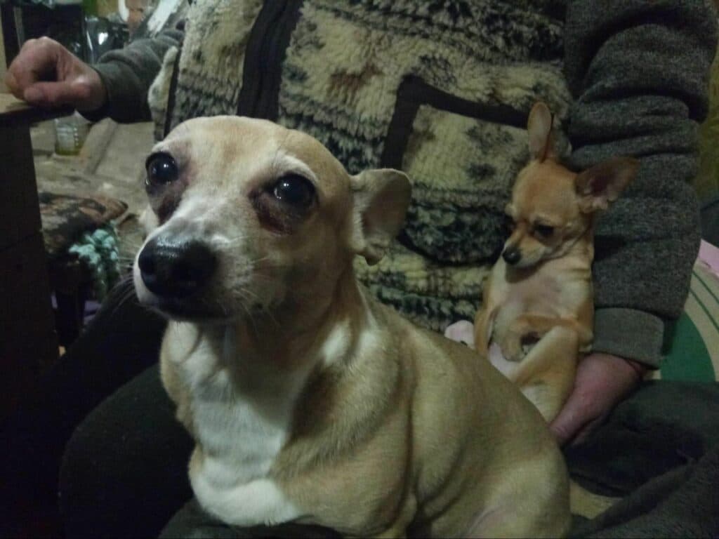 Притулок для тварин з Авдіївки Тимошенко