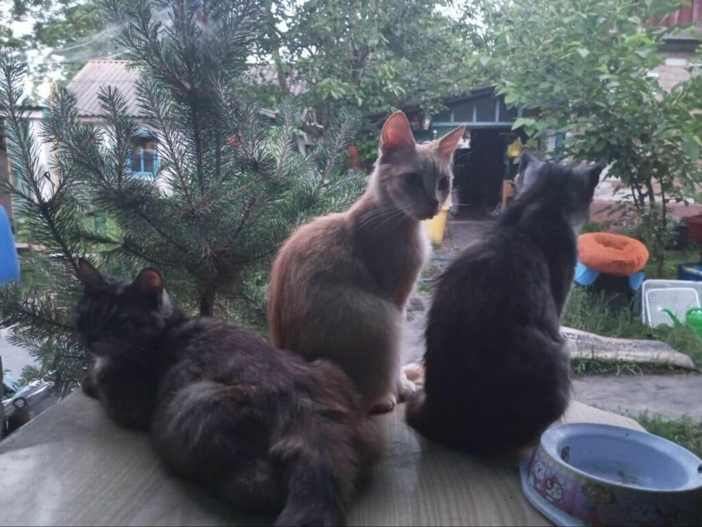 Притулок для тварин з Авдіївки Тимошенко