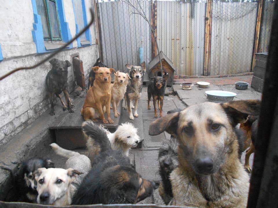 Притулок для тварин з Авдіївки Тимошенко