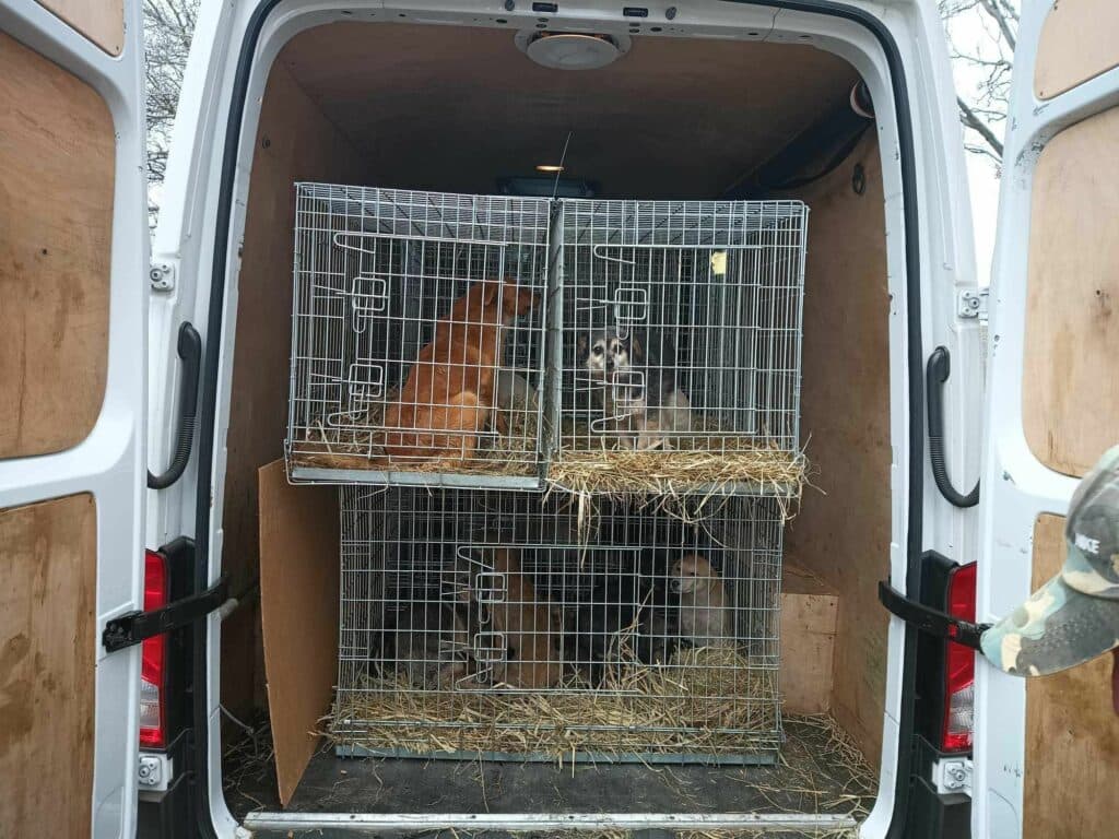 Притулок для тварин з Авдіївки Тимошенко