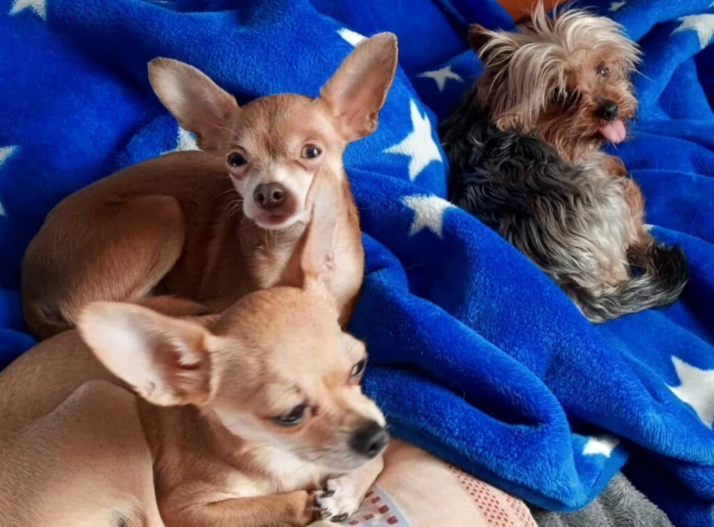 Притулок для тварин з Авдіївки Тимошенко