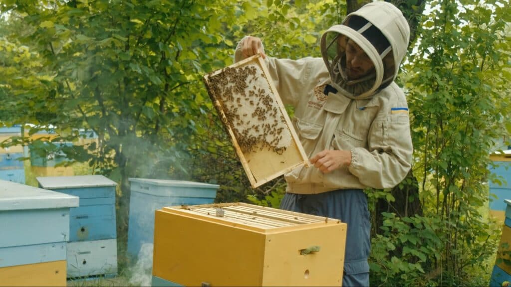 бджолярі з Луганщини