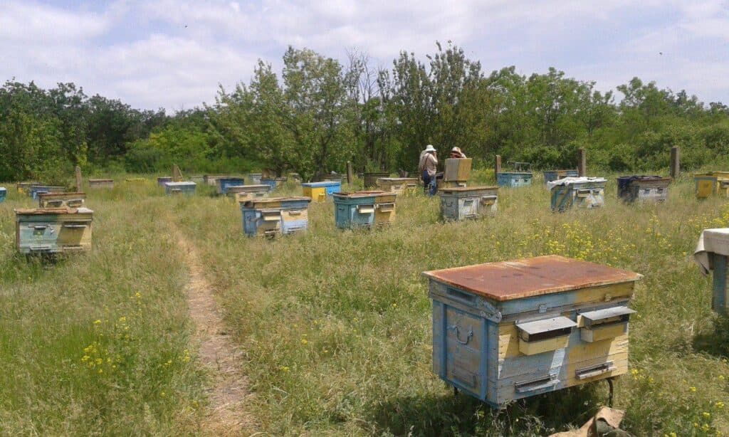 Родинна пасіка