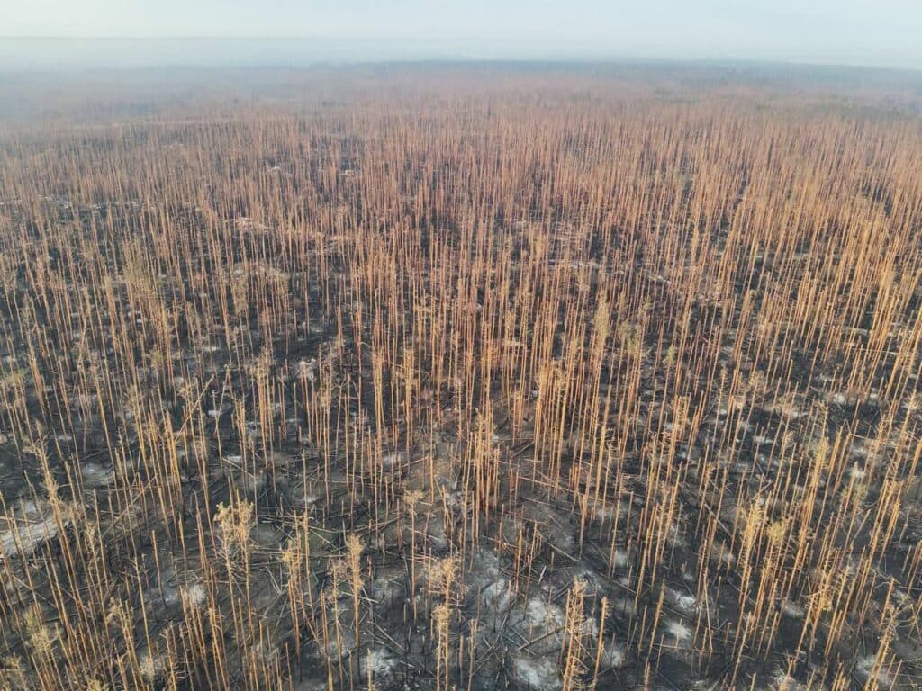 росія-знищує-ліс-луганщини