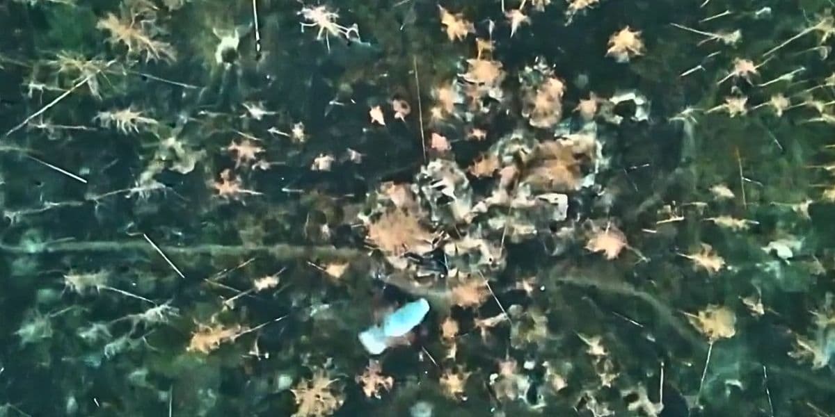 скид з дрону прикордонників