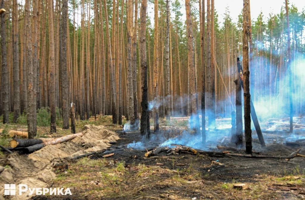 Як рятують ліси в Нацпарку на прифронтових територіях