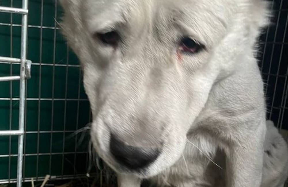 З Донеччини евакуювали алабайку Геру, яка жила сама у пустому дворі