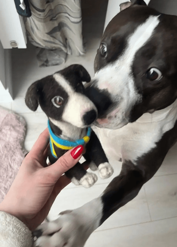 Переселенка з Маріуполя виробляє іграшки з натуральної вовни і котиків для ЗСУ (відео)