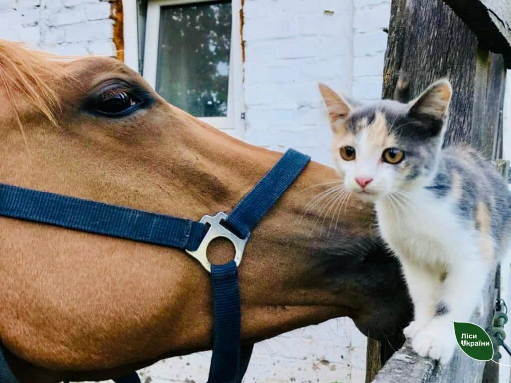 На Донеччині військові врятували кобилу та передали її лісівникам Черкащини 1