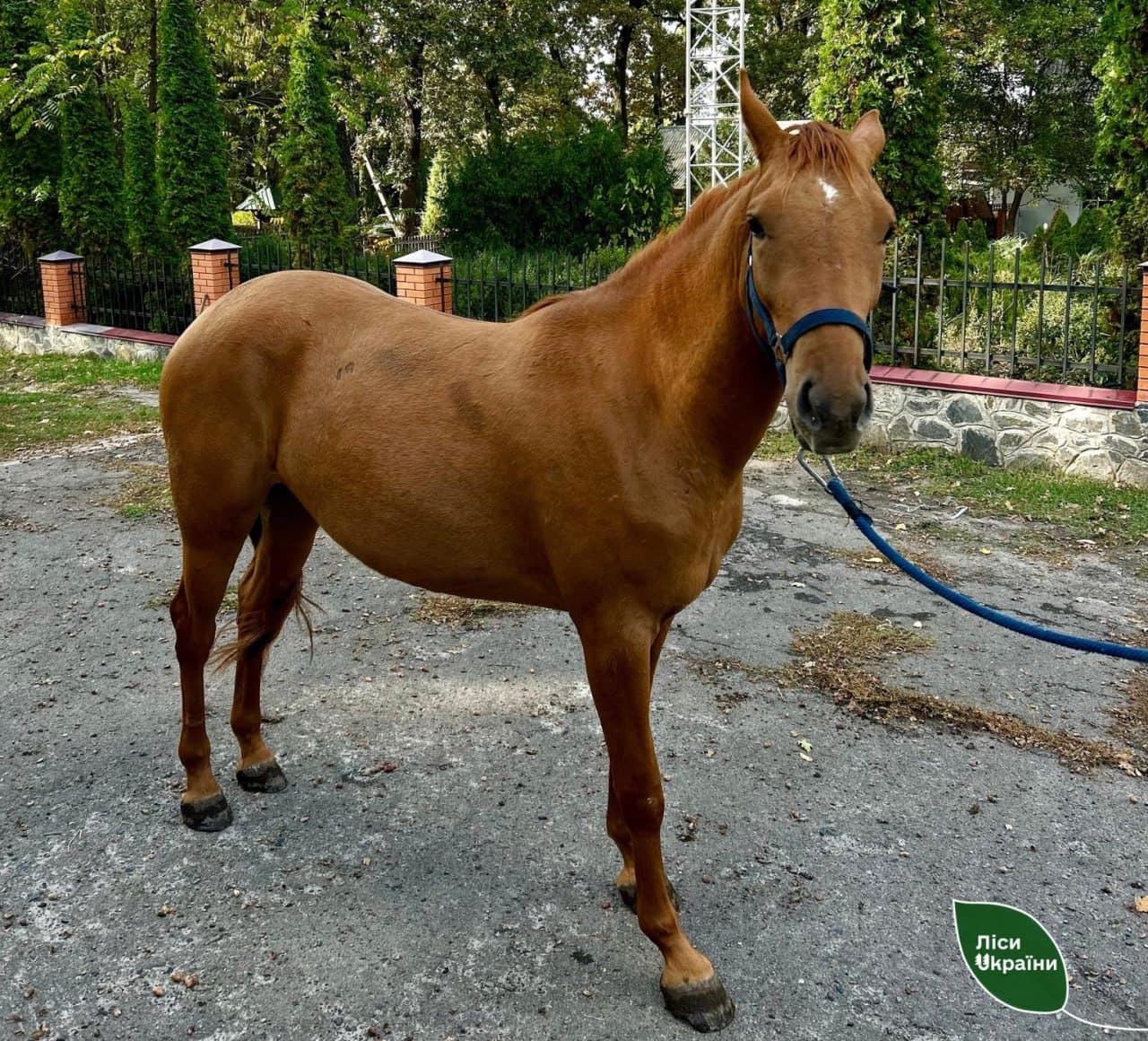 На Донеччині військові врятували кобилу та передали її лісівникам Черкащини 2